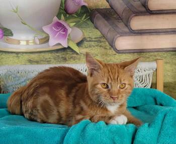 Rescue Tabby and Domestic Short Hair Cats for Adoption in Greensburg, Pennsylvania - Nyx | PetCurious