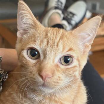 Domestic Short Hair Cats Available for Adoption - Carmel 0126 Bonded W/Minx | PetCurious