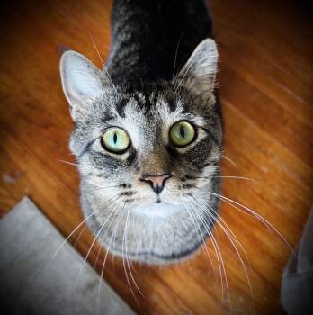 Domestic Short Hair Cats Available for Adoption in Buffalo, New York - Jackson | PetCurious