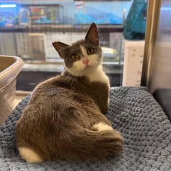 Domestic Short Hair Cats Available for Adoption in Hemet, California - Diamond | PetCurious