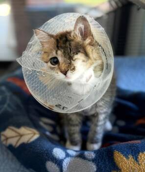 Junie -  Domestic Medium Hair Cat for Adoption in Nashville, Tennessee - Junie | PetCurious