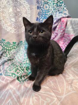 Rescue Domestic Short Hair Cats for Adoption in Portland, Indiana - Mushu | PetCurious