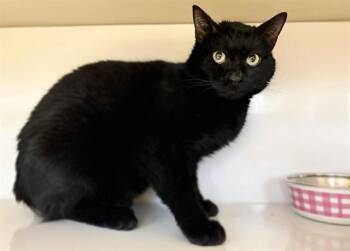 Domestic Short Hair Cats Available for Adoption - INKWELL | PetCurious