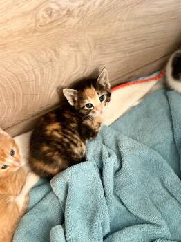 LANA -  Domestic Short Hair Cat for Adoption in Algona, Iowa - LANA | PetCurious