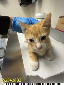FORKLIFT -  Domestic Short Hair Cat for Adoption in West Palm Beach, Florida - FORKLIFT | PetCurious