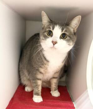 Taylor ~ Front Paw Declawed -  Domestic Short Hair Cat for Adoption in Rochester, Indiana - Taylor ~ Front Paw Declawed | PetCurious