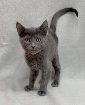 Domestic Short Hair Cats Available for Adoption in Minneapolis, Minnesota - Aspen | PetCurious