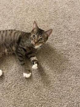 Wilma -  Domestic Short Hair Cat for Adoption in Hillsboro, Oregon - Wilma | PetCurious