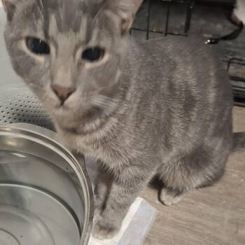 Tabby Cats Available for Adoption - Marsala | PetCurious