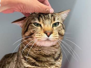 Gato -  Domestic Short Hair Cat for Adoption in New York, New York - Gato | PetCurious