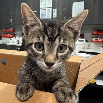 Domestic Short Hair Cats Available for Adoption in Tampa, Florida - Dival | PetCurious