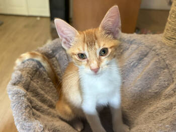 Rescue Domestic Short Hair Cats for Adoption in West Palm Beach, Florida - Frazier | PetCurious