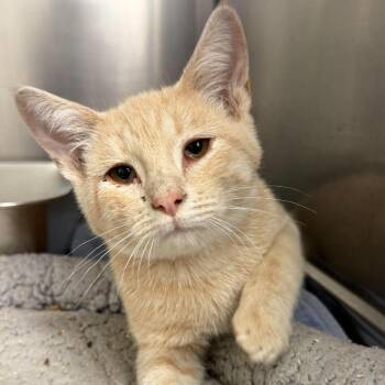 CJ -  American Shorthair Cat for Adoption in Salt Lake City, Utah - CJ | PetCurious