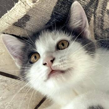Apollo -  Domestic Medium Hair Cat for Adoption in Brownsboro, Alabama - Apollo | PetCurious