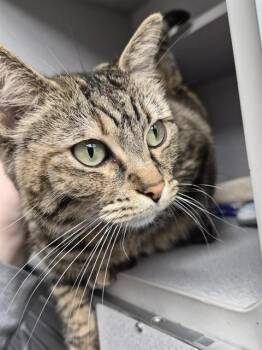 Domestic Short Hair Cats Available for Adoption in Omaha, Nebraska - JAZZ | PetCurious