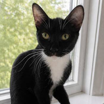 Domestic Short Hair Cats Available for Adoption in Hemet, California - Penne | PetCurious