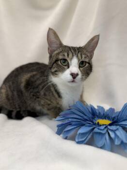 Domestic Short Hair and Tabby Cats Available for Adoption in Greensboro, North Carolina - Dorothea | PetCurious