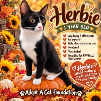 Herbie -  Domestic Short Hair Cat for Adoption in West Palm Beach, Florida - Herbie | PetCurious