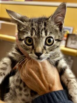 Rescue Domestic Short Hair Cats for Adoption in Wichita, Kansas - Invader Zim | PetCurious