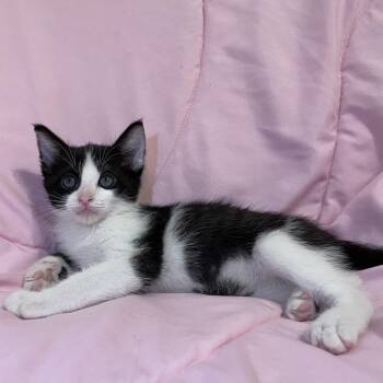 Avatar -  Domestic Short Hair Cat for Adoption in Tucson, Arizona - Avatar | PetCurious