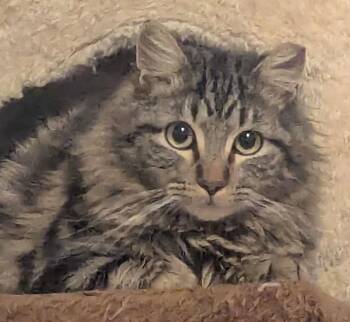 Domestic Medium Hair Cats Available for Adoption - Devin | PetCurious