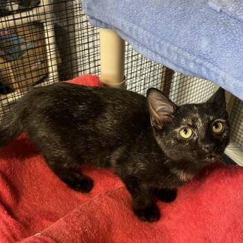 Lisette -  Domestic Short Hair Cat for Adoption in Wappingers Falls, New York - Lisette | PetCurious