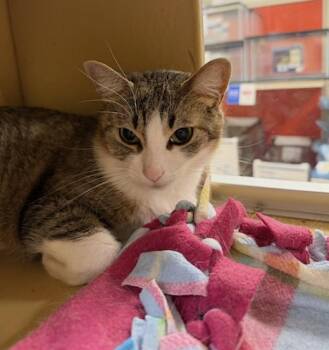 Little -  Domestic Short Hair Cat for Adoption in Wheaton, Illinois - Little | PetCurious