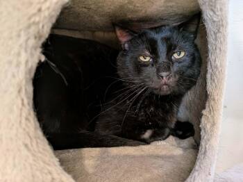 Braveheart -  Domestic Short Hair Cat for Adoption in Burnaby, British Columbia - Braveheart | PetCurious