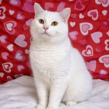 Domestic Short Hair Cats Available for Adoption - Snow | PetCurious