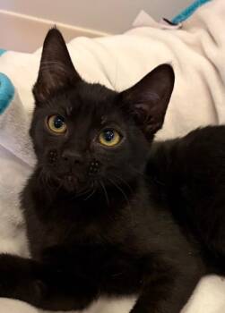 Brussel Sprout -  Domestic Short Hair Cat for Adoption in Ogden, Utah - Brussel Sprout | PetCurious