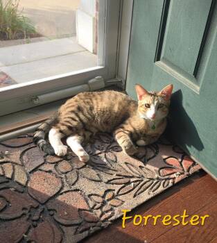 Rescue Domestic Short Hair Cats for Adoption in Mokena, Illinois - Forrester | PetCurious