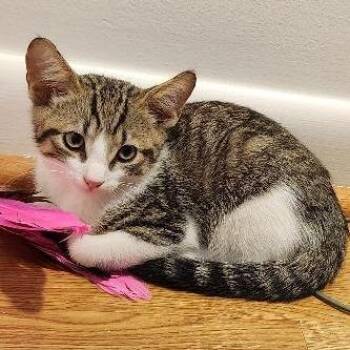 Willie Bryant -  Domestic Short Hair Cat for Adoption in Merrifield, Virginia - Willie Bryant | PetCurious