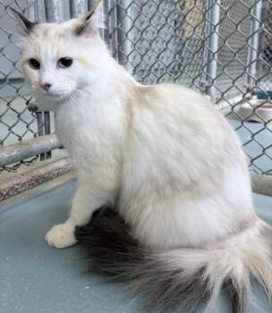 Luna -  Domestic Short Hair Cat Available for Adoption in Ogdensburg, New York - Luna | PetCurious