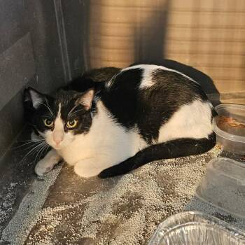 Domestic Short Hair Cats Available for Adoption in Grantsville, Utah - CC | PetCurious