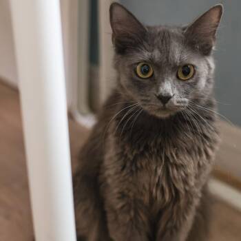Mookie -  Domestic Medium Hair Cat for Adoption in Los Angeles, California - Mookie | PetCurious