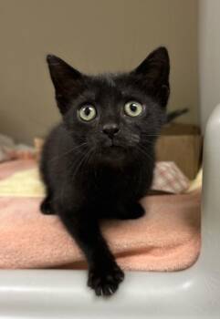 Mitochondria -  Domestic Short Hair Cat for Adoption in Richmond, Virginia - Mitochondria | PetCurious
