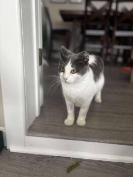 Rescue Domestic Short Hair Cats for Adoption in Winnipeg, Manitoba - Spirit | PetCurious