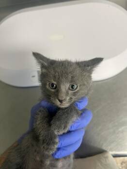 Manzano -  Domestic Short Hair Cat for Adoption in Bolivar, Missouri - Manzano | PetCurious