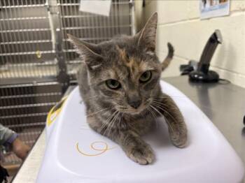 RONJA -  Domestic Short Hair Cat for Adoption in Santa Fe, New Mexico - RONJA | PetCurious