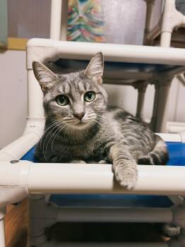 Domestic Short Hair Cats Available for Adoption - Rosie | PetCurious