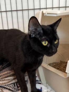 Domestic Short Hair Cats Available for Adoption in Annapolis, Maryland - Rosalie | PetCurious