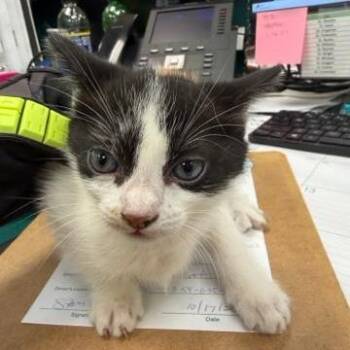 Organza -  Domestic Short Hair Cat for Adoption in West Palm Beach, Florida - Organza | PetCurious