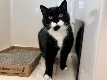 JANIS JOPLIN -  Domestic Short Hair Cat Available for Adoption in Fort Wayne, Indiana - JANIS JOPLIN | PetCurious