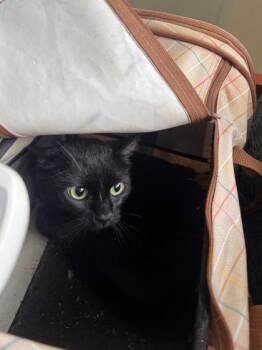 Iris -  Domestic Short Hair Cat for Adoption in Daytona Beach, Florida - Iris | PetCurious