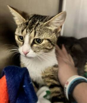 Coral -  Domestic Short Hair Cat for Adoption in West Chester, Pennsylvania - Coral | PetCurious