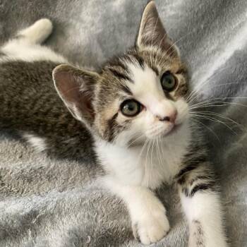 Pua -  Domestic Short Hair Cat for Adoption in Riverside, California - Pua | PetCurious