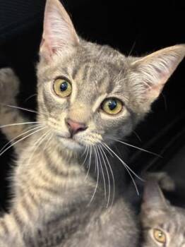 Domestic Short Hair Cats Available for Adoption in Palmetto, Florida - A136616 | PetCurious