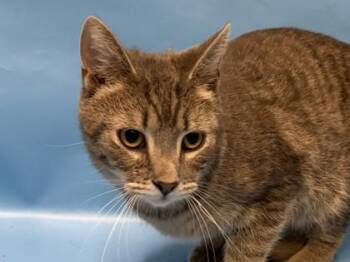 Uncle Ubb -  Domestic Short Hair Cat for Adoption in Golden Valley, Minnesota - Uncle Ubb | PetCurious