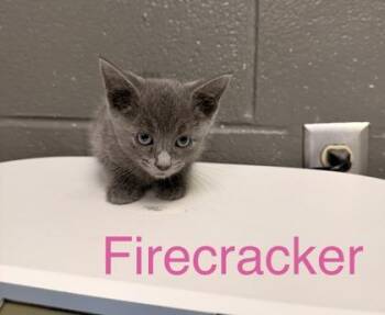 Firecracker -  Domestic Short Hair Cat Available for Adoption in Fort Worth, Texas - Firecracker | PetCurious
