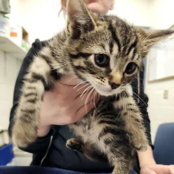 Tabitha -  Domestic Short Hair Cat for Adoption in Pittsburgh, Pennsylvania - Tabitha | PetCurious